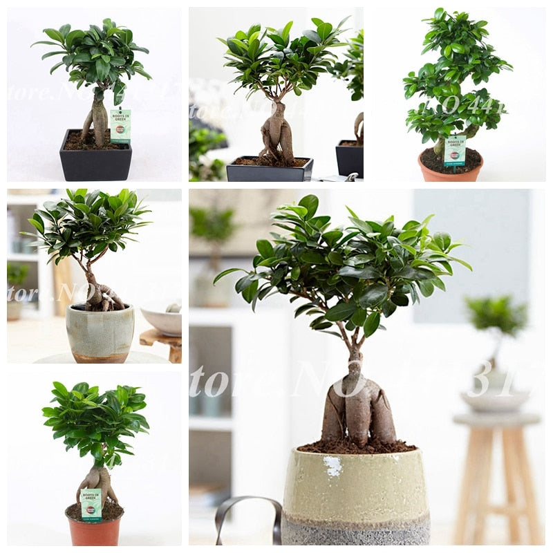20 Pcs Chinese Rare Ficus Microcarpa Bonsai Tree Evergreen Bonsai Potted Ginseng Banyan Home Garden Outdoor Plants Easy To Grow
